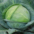 Fresh cabbage4