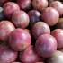 Passion fruits8