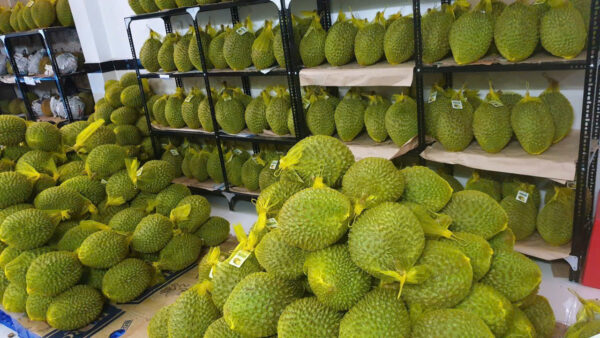 Fresh durian