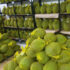 Fresh durian