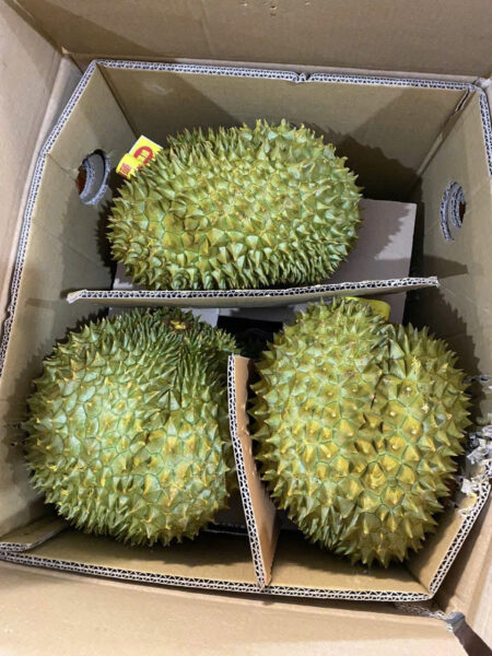 Fresh durian