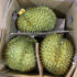 Fresh durian