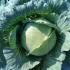 Fresh cabbage3