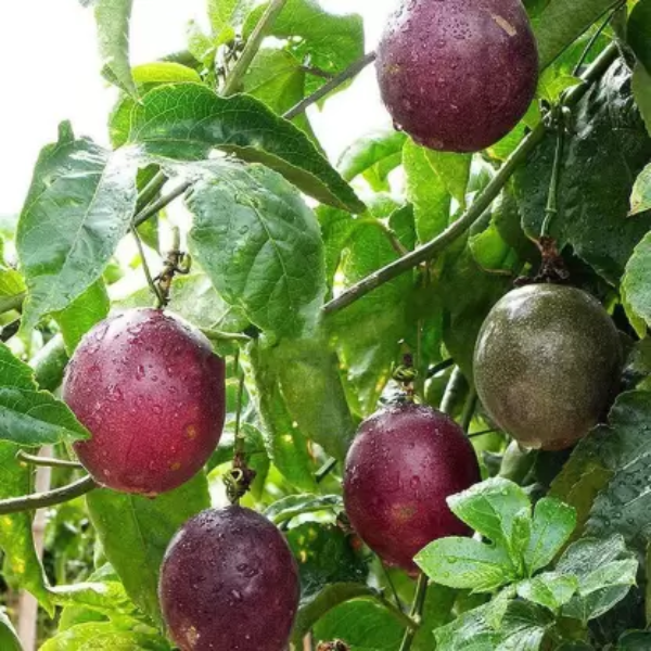 Passion fruits4