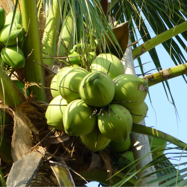 Young coconut - C&C International Food Joint Stock Company