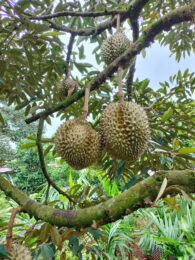 Fresh durian