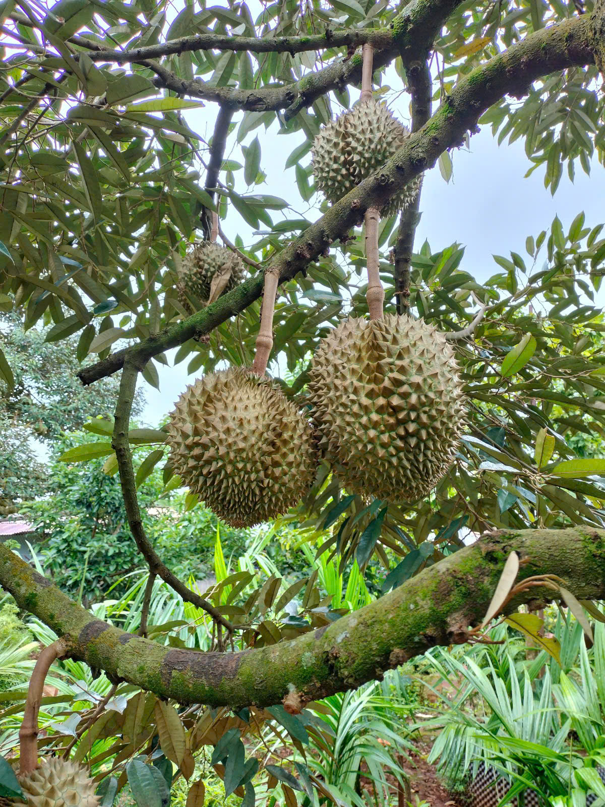 新鲜榴莲0