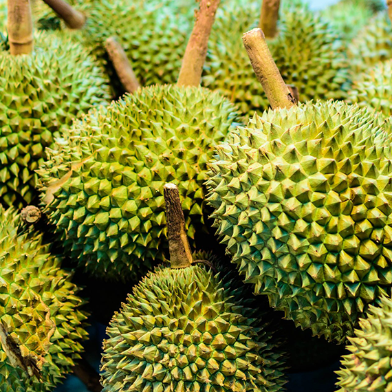 新鲜榴莲3