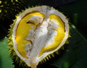 Durian – the “King of Fruits”: Smelly but Incredibly Nutritious