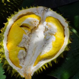 Durian – the “King of Fruits”: Smelly but Incredibly Nutritious