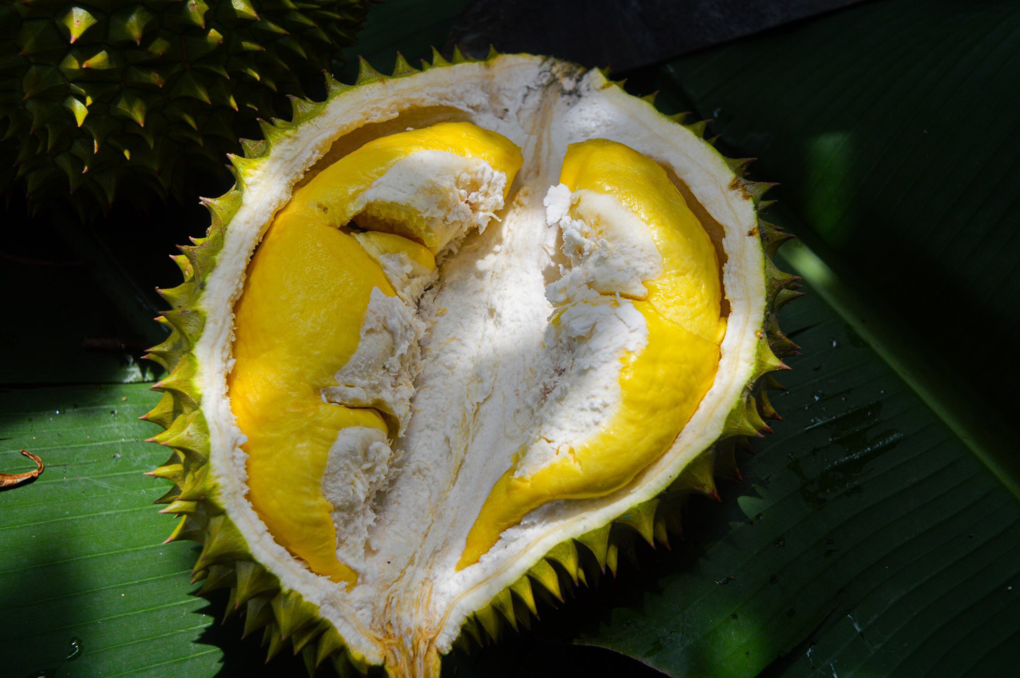 Durian – the “King of Fruits”: Smelly but Incredibly Nutritious