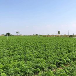 Hai Duong carrots have a wide way to go in the international market.