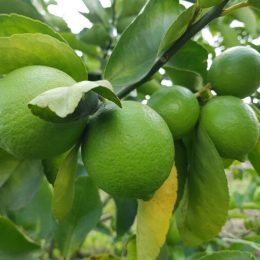Vietnam’s lemons and grapefruits are promising when they are licensed to export to New Zealand