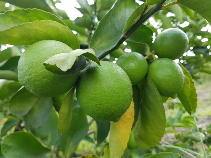Vietnam’s lemons and grapefruits are promising when they are licensed to export to New Zealand