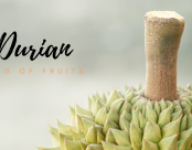 DURIAN – THE “KING OF FRUITS”