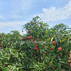 Vietnamese Lychees on the Move – From Our Hands to the World Vietnamese Lychees on the Move – From Our Hands to the World