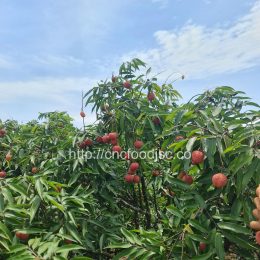 Vietnamese Lychees on the Move – From Our Hands to the World