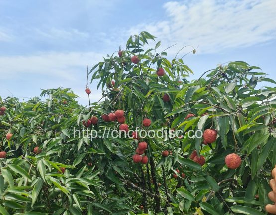 Vietnamese Lychees on the Move – From Our Hands to the World