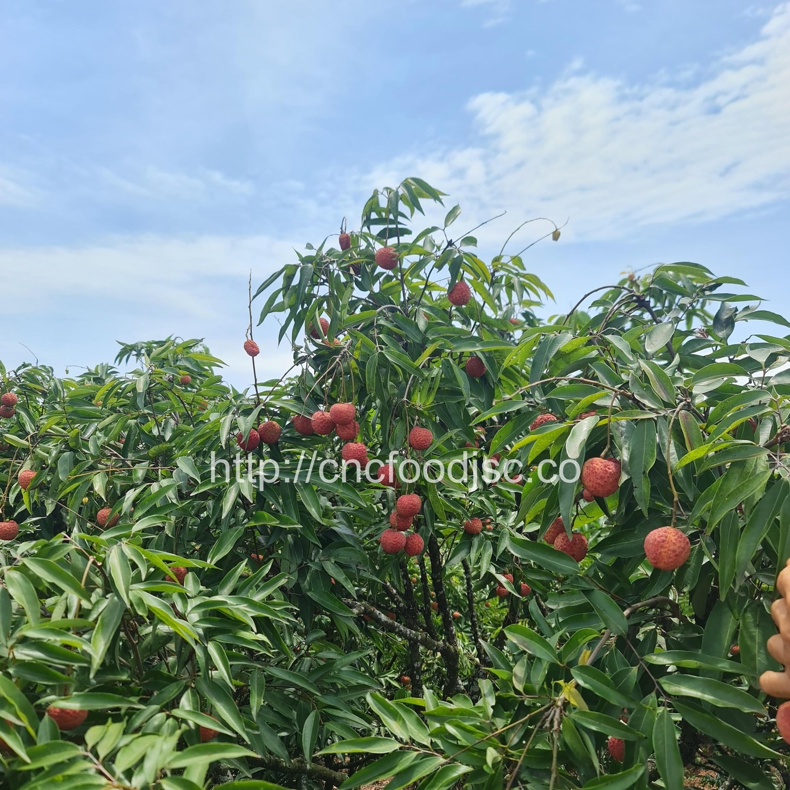 Vietnamese Lychees on the Move – From Our Hands to the World